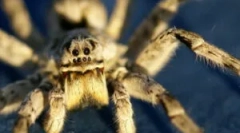 Tarantula: prikazi, stil života i opasnost za ljude